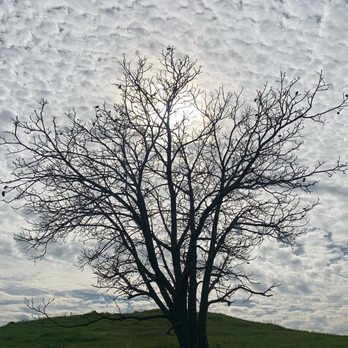 Vista Point Studio & Gallery - The lonely tree - Art Galleries Near Me - San Francisco, California Vista Point Studio & Gallery - The lonely tree - Art Galleries Near Me - San Francisco, California