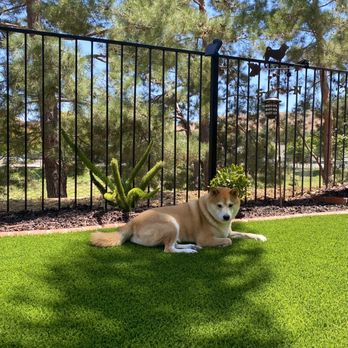 California SynTurf - Our other fur baby loves relaxing on the turf - Artificial Turf Near Me California SynTurf - Our other fur baby loves relaxing on the turf - Artificial Turf Near Me