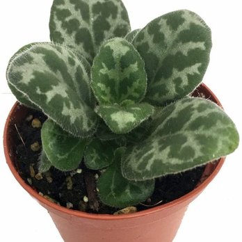 Hirt's Gardens - The plant I ordered. - Nurseries & Gardening Near Me - Wadsworth, Ohio Hirt's Gardens - The plant I ordered. - Nurseries & Gardening Near Me - Wadsworth, Ohio