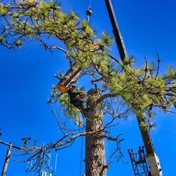 Castro Tree Service & Stump Grinding
