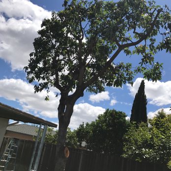 Boyd's Tree Service - Tree Services Near Me - Campbell, California Boyd's Tree Service - Tree Services Near Me - Campbell, California