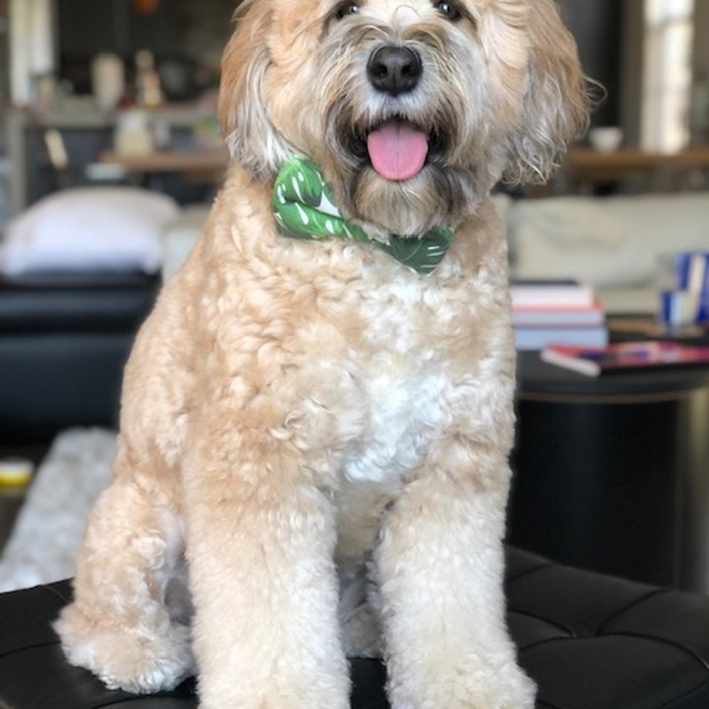 The Pet Barber - Look at that FLOOF! - Pet Groomers Near Me - Houston, Texas The Pet Barber - Look at that FLOOF! - Pet Groomers Near Me - Houston, Texas