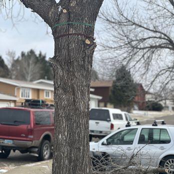 Affordable Tree Service - Better view of the split. - Tree Services Near Me Affordable Tree Service - Better view of the split. - Tree Services Near Me