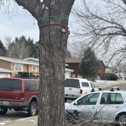 Affordable Tree Service - Better view of the split.