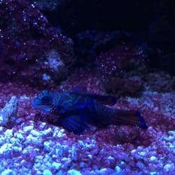 Meeresaquarium