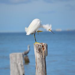River Explorer Boat Tours - River Explorer Boat Tours - Private Wildlife Tours - Vero Beach