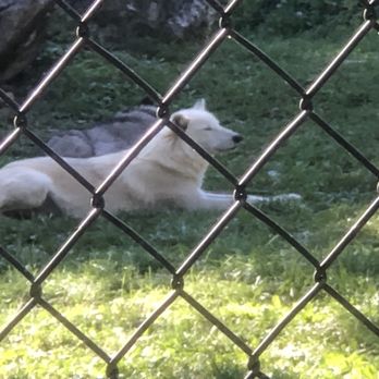 ZooAmerica - Wolf - Zoos Near Me - Hershey, Pennsylvania