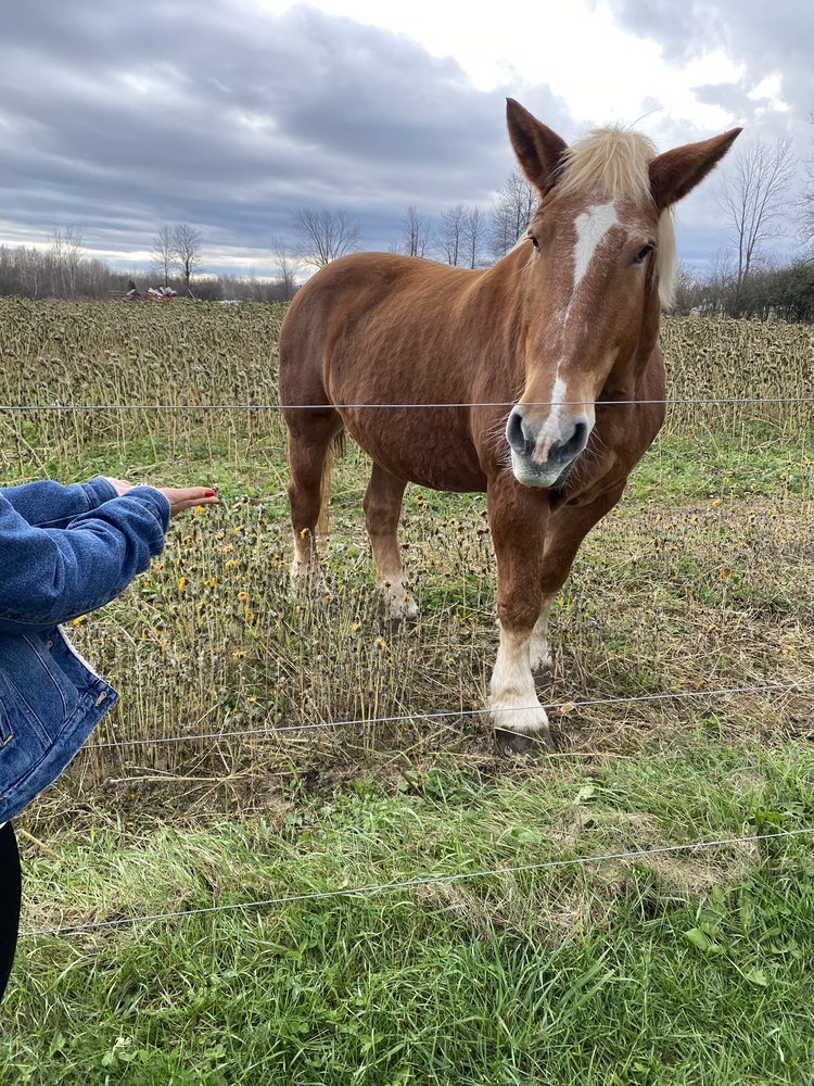 Social spots from Country Dreams Farm