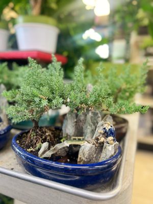 Asian Garden Mall by null