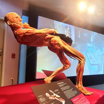 Body Worlds Exhibit - Museums Near Me - Boston, Massachusetts