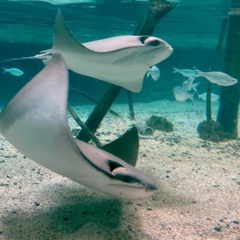 Fort Wayne Zoo - Cownose Stingray - Zoos Near Me - Fort Wayne, Indiana Fort Wayne Zoo - Cownose Stingray - Zoos Near Me - Fort Wayne, Indiana