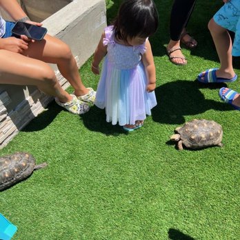 CMC Reptiles - Where is my mommy? - Reptile Shops Near Me
