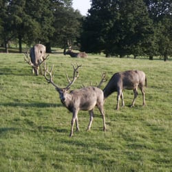 Woburn Abbey