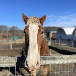 Mary's Land Farm