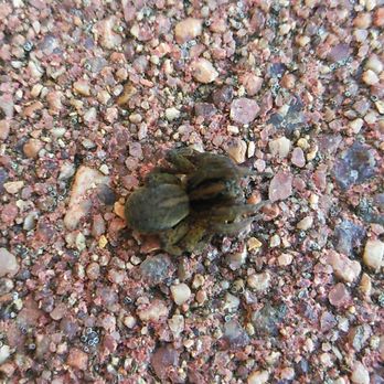 Side by Side Pest Control - Huge wolf Spyder killed by the posion. - Pest Control Near Me