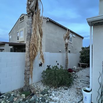 Tree Pros - 2 Queen palms died within 2 mos of new irrigation being installed. They were more than 9 years old doing just fine till this job!! - Tree Services Near Me - Phoenix, Arizona