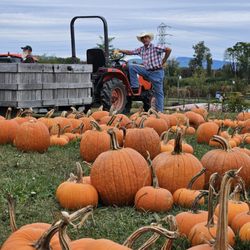Hurds Family Farm - Bin Train and Pumpkin Picking