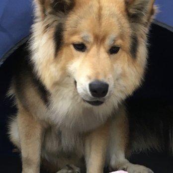 Pets Friend Forever - Dog Walkers Near Me - Laguna Niguel, California