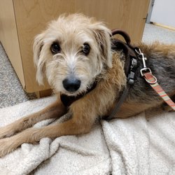 Animal Urgent Care - Lulu isn't feeling well.