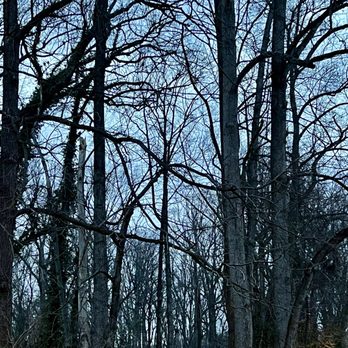 Valleycrest Park - Trees at dusk - Parks Near Me - Annandale, Virginia Valleycrest Park - Trees at dusk - Parks Near Me - Annandale, Virginia