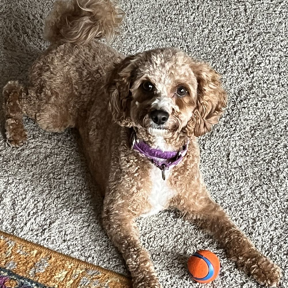 Dog grooming Dog grooming