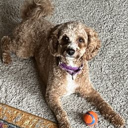 Dog grooming