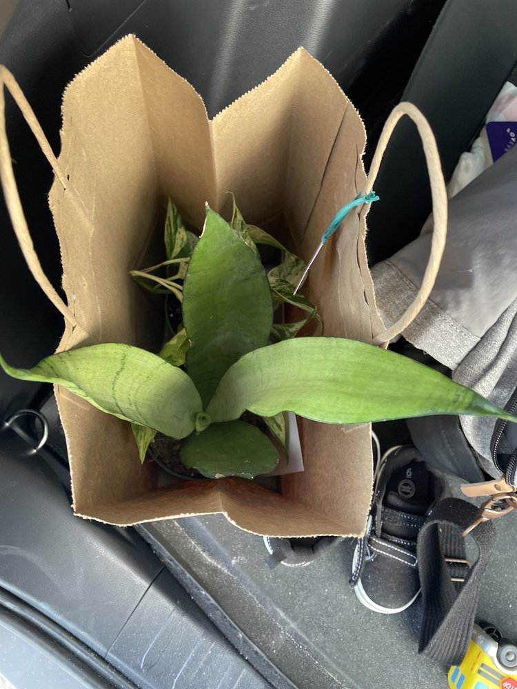 FANCY LEAF PLANT CO Updated October 2024 8267 US Hwy 301 N, Parrish