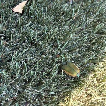SteelCraft - Jewel beetles here - Food Court Near Me - Bellflower, California