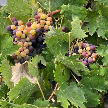 Wiens Cellars - Grapes on the vine - Wine Tasting Room Near Me - Temecula, California
