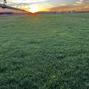 Curbside Sod - Artificial Turf Near Me - Midland, Texas Curbside Sod - Artificial Turf Near Me - Midland, Texas