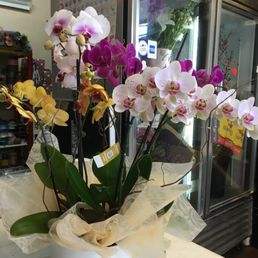 Orchids, her favorite flower! Orchids, her favorite flower!