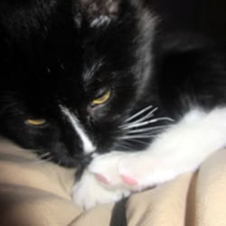 Dra. Triviño Clínica veterinaria - Un gatito sano, adoptado gracias a la Dra, Triviño