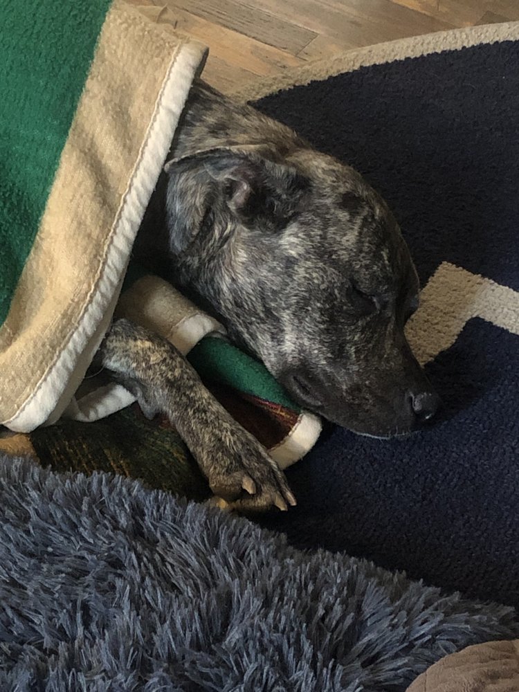 GUARDIAN ANGEL VETERINARY CARE Updated August 2024 13 Photos & 50