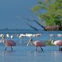 Photo of Mangroveman Charters
