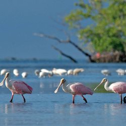 Mangroveman Charters - roseate spoonbills