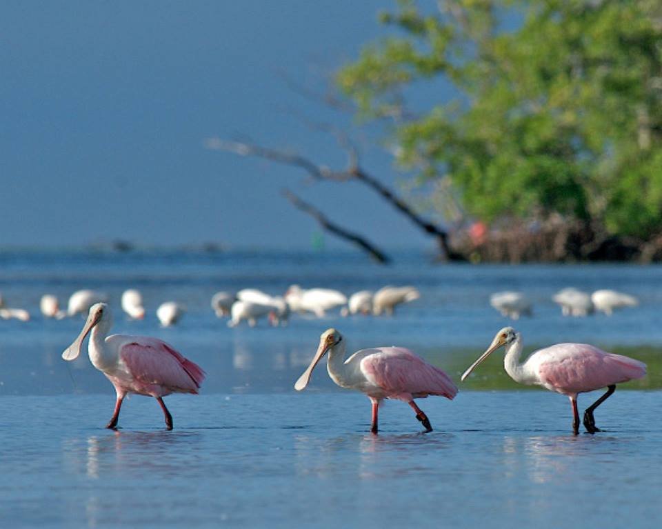 Mangroveman Charters Logo