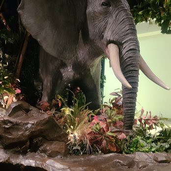 Rainforest Cafe - Fun mechanical animals - American Near Me - Gurnee, Illinois Rainforest Cafe - Fun mechanical animals - American Near Me - Gurnee, Illinois