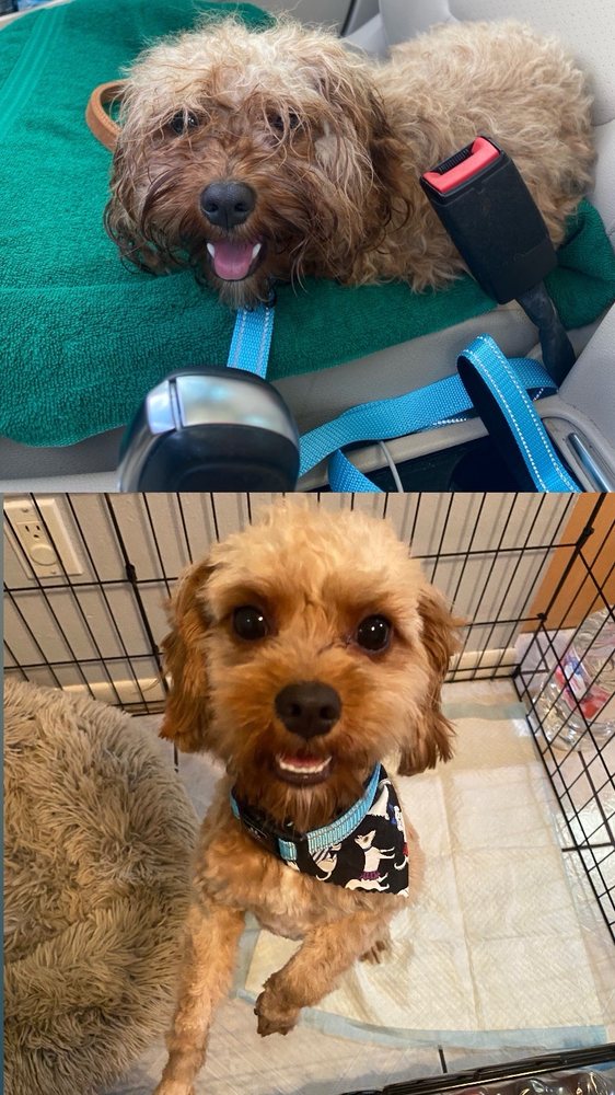 LEGACY PET CARE Updated July 2024 21 Photos Houston, Texas Pet