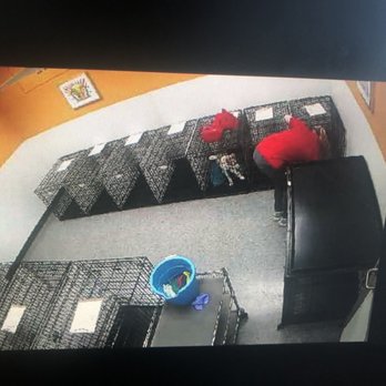 Social Pet - Helpfully cleaning around the puppy - Pet Boarding Near Me - Pineville, North Carolina