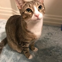 Juniper Valley Animal Hospital, PC - Iggy Pop Wigglesworth (male younger cat)
