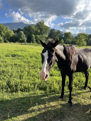 Cades Cove by null