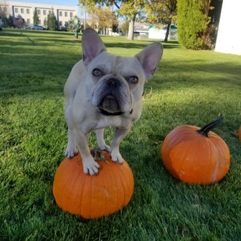 Frog Dog Canine Services - Hank showing off - Pet Training Near Me