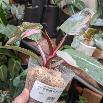 7 Dees - Nurseries & Gardening Near Me - Lake Oswego, Oregon