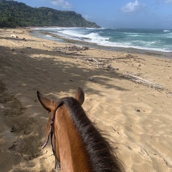 Tropical Trail Rides - Beach riding - Tours Near Me - Isabela, Puerto Rico