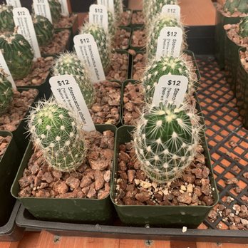 LA Succulents - $12 for one where same stuff Ikea sells for two for $5.99 - Nurseries & Gardening Near Me - Lake View Terrace, California LA Succulents - $12 for one where same stuff Ikea sells for two for $5.99 - Nurseries & Gardening Near Me - Lake View Terrace, California