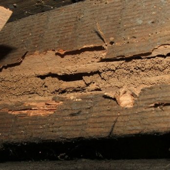 Incline Home Inspections - Termite damage - Home Inspectors Near Me Incline Home Inspections - Termite damage - Home Inspectors Near Me
