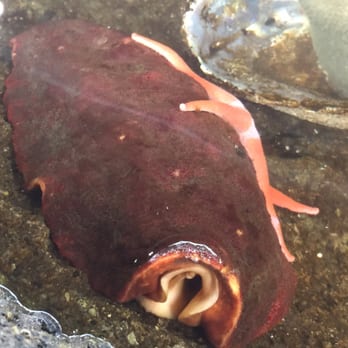 Ocean World - Aquariums Near Me - Crescent City, California
