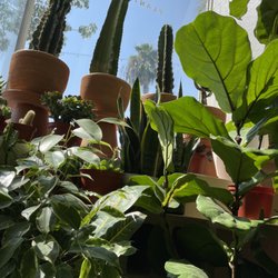 Vida Plant Shop