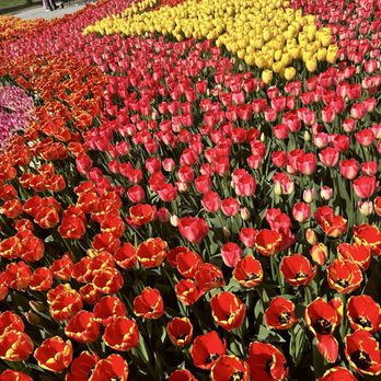 Tulip Town - Botanical Gardens Near Me - Mount Vernon, Washington Tulip Town - Botanical Gardens Near Me - Mount Vernon, Washington
