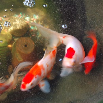Keep Austin Wagging Pet Sitting - we can even feed your fishies!! - Dog Walkers Near Me - Austin, Texas Keep Austin Wagging Pet Sitting - we can even feed your fishies!! - Dog Walkers Near Me - Austin, Texas